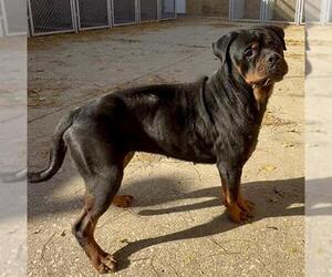 Rottweiler Dogs for adoption in Aurora, IL, USA