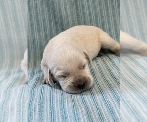 Labrador Retriever Puppy for sale in LAKE BUTLER, FL, USA