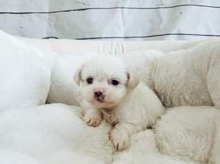Maltipom Puppy for sale in LA MIRADA, CA, USA