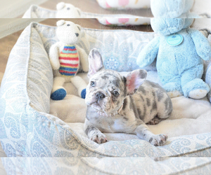 French Bulldog Puppy for sale in FORT LAUDERDALE, FL, USA