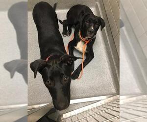 Labrador Retriever Dogs for adoption in Orange, CA, USA