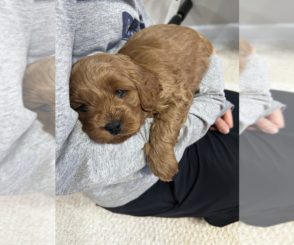 Medium Photo #1 Cavapoo (Miniature) Puppy For Sale in KALAMAZOO, MI, USA