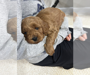 Cavapoo (Miniature) Puppy for sale in KALAMAZOO, MI, USA