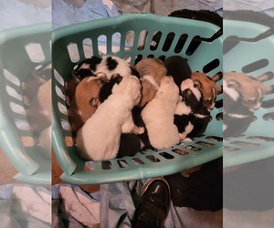 Pyrenean Shepherd Puppy for sale in PORTLAND, OR, USA