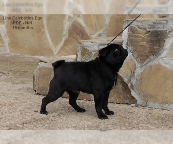 Medium Photo #1 Pug Puppy For Sale in Veliko Turnovo, Veliko Turnovo, Bulgaria