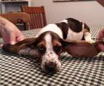 Small Photo #8 Basset Hound Puppy For Sale in SODDY DAISY, TN, USA