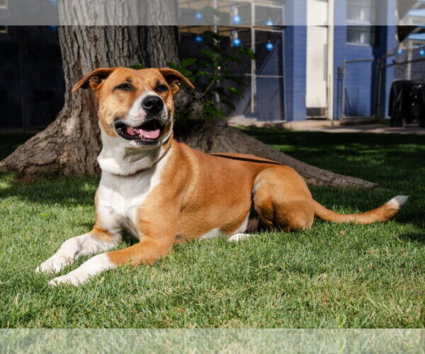 Medium Photo #5 American Staffordshire Terrier-Labrador Retriever Mix Puppy For Sale in phoenix, AZ, USA