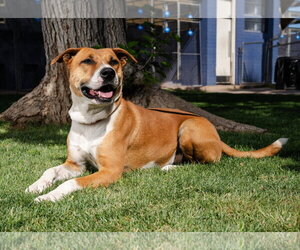 Kylo - Male American Staffordshire Terrier-Labrador Retriever Mix Dog for Adoption - Photo #5
