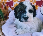 Puppy 3 Poodle (Miniature)