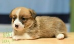 Small Photo #7 Pembroke Welsh Corgi Puppy For Sale in BAKERSFIELD, CA, USA