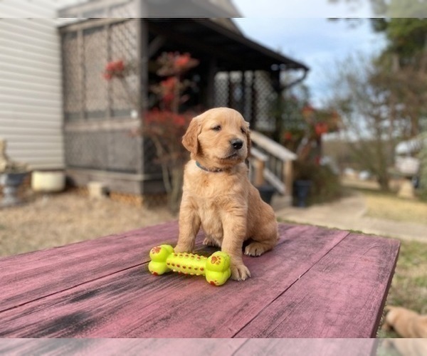 Medium Photo #11 Golden Retriever Puppy For Sale in SANFORD, NC, USA