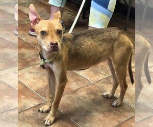 Australian Kelpie-Rat Terrier Mix Dogs for adoption in Amarillo, TX, USA