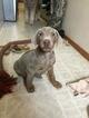 Small Photo #2 Doberman Pinscher Puppy For Sale in BREMEN, MN, USA