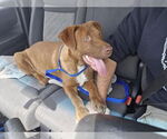 Small #9 Labrador Retriever Mix
