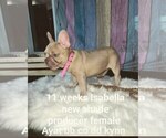 Small Photo #44 French Bulldog Puppy For Sale in CAPE CORAL, FL, USA