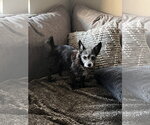 Small #2 Chihuahua Mix