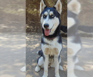 Dottie - Female Siberian Husky-Unknown Mix Dog for Adoption - Photo #2