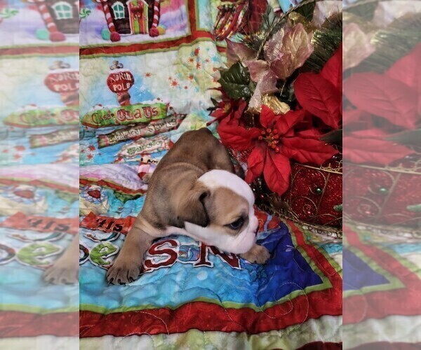 Medium Photo #4 English Bulldog Puppy For Sale in CAPE CORAL, FL, USA