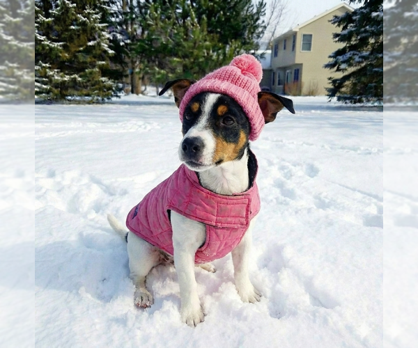 Medium Photo #6 Jack Chi Puppy For Sale in Grovertown, IN, USA