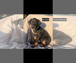Small #6 Doberman Pinscher