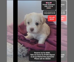 Havanese-Zuchon Mix Puppy for sale in TUCSON, AZ, USA