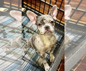 French Bulldog Puppy for Sale in CARSON, California USA