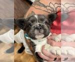 Puppy Miss Torquoise French Bulldog