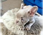 Small Photo #23 French Bulldog Puppy For Sale in GREAT BARRINGTON, MA, USA