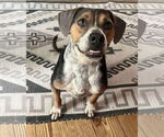 Small #6 Mountain Cur Mix