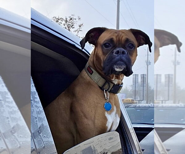 Medium Photo #1 Boxer Puppy For Sale in Dumont, NJ, USA