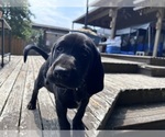 Puppy Thoreo German Shorthaired Lab