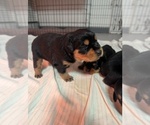 Small #10 Rottweiler