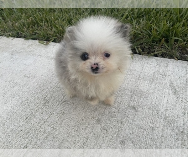 Medium Photo #7 Pomeranian Puppy For Sale in ORLANDO, FL, USA
