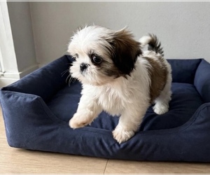 Shih Tzu Puppy for sale in COLUMBIA, SC, USA
