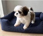 Small Shih Tzu