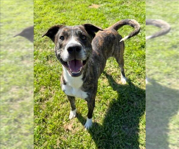 Medium Photo #2 Mutt Puppy For Sale in Conroe, TX, USA