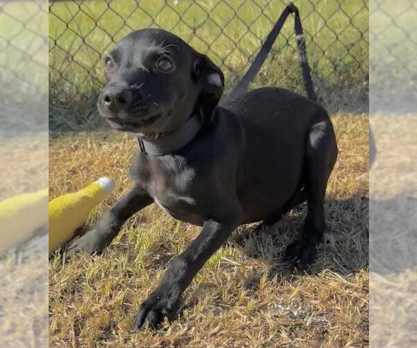 Medium Photo #4 Bulldog-Labrador Retriever Mix Puppy For Sale in Tarrytown, GA, USA