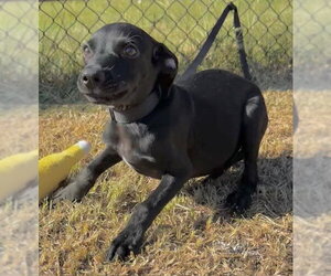 Grant - Male Bulldog-Labrador Retriever Mix Dog for Adoption - Photo #4