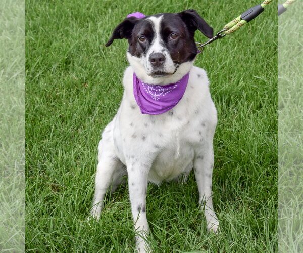 Medium Photo #5 Border Collie-Unknown Mix Puppy For Sale in Huntley, IL, USA
