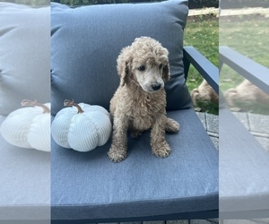Poodle (Standard) Puppy for sale in CLINTON TOWNSHIP, MI, USA