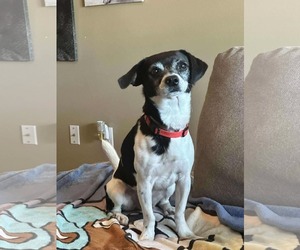 Rat-Cha Dogs for adoption in Princeton, MN, USA