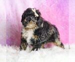 Small Photo #67 Poodle (Toy) Puppy For Sale in WARSAW, IN, USA