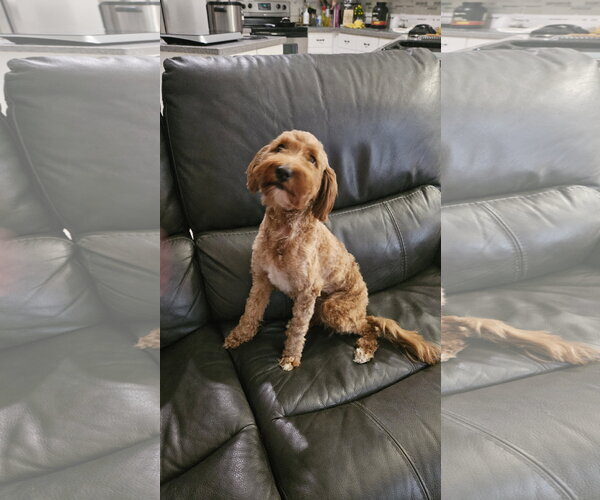 Medium Photo #5 Goldendoodle Puppy For Sale in Orlando, FL, USA