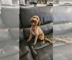 Small #4 Goldendoodle