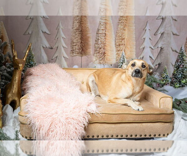 Medium Photo #3 Mutt Puppy For Sale in Brewster, NY, USA