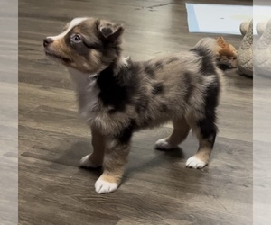 Miniature American Shepherd Puppy for sale in E LAURINBURG, NC, USA