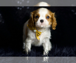 Small #3 Cavalier King Charles Spaniel