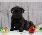 Small Photo #2 Mastiff Puppy For Sale in FREDERICKSBG, OH, USA