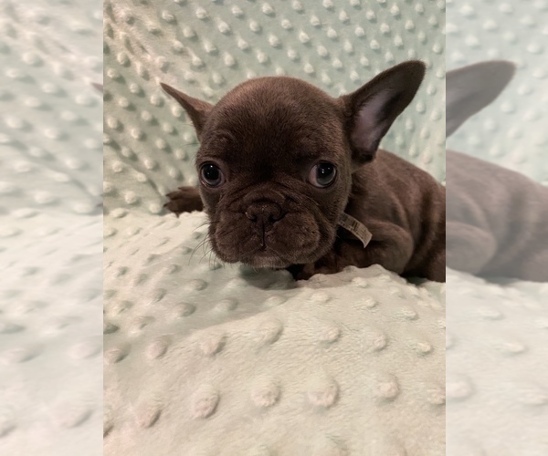 Medium Photo #11 French Bulldog Puppy For Sale in HOPKINSVILLE, KY, USA