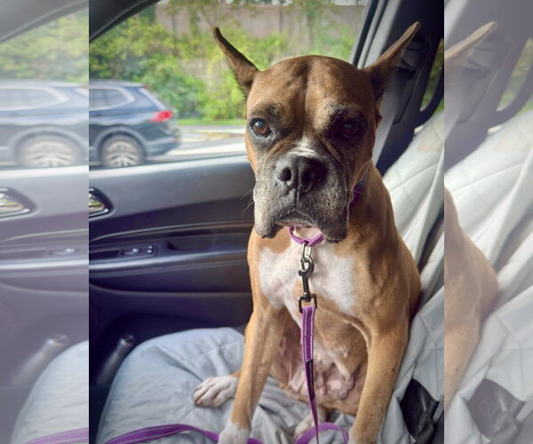 Medium Photo #2 Boxer Puppy For Sale in Dumont, NJ, USA